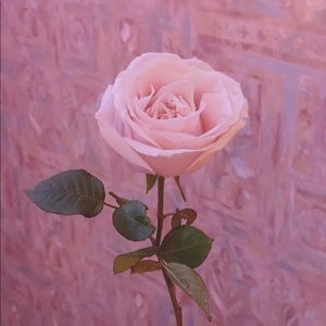 Meet your Posher, Rae